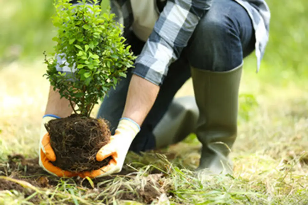 Plantation d'arbustes